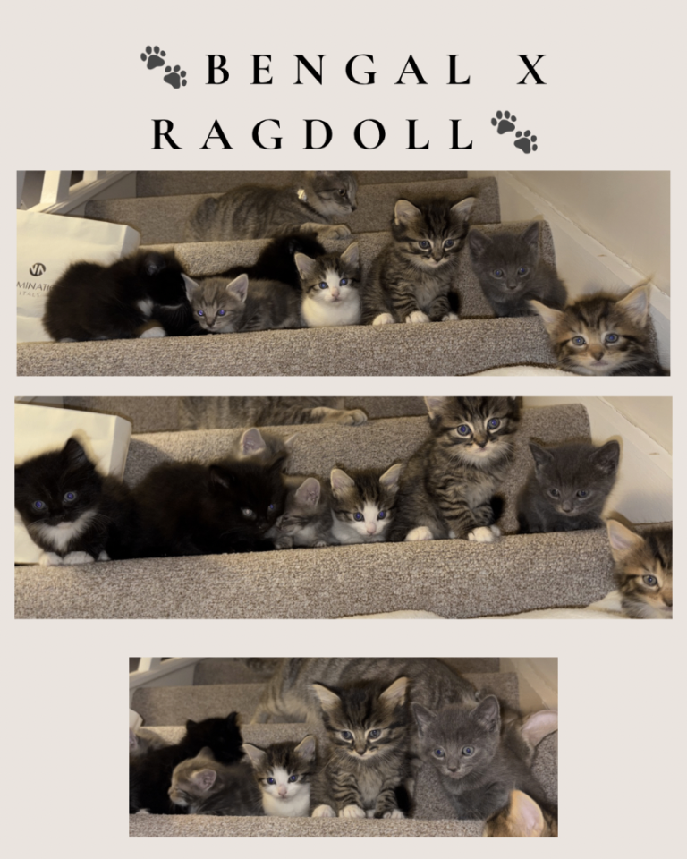 4 LEFT 🧸🩷 Bengal x Ragdoll kittens - blue point dad 🩵🩵