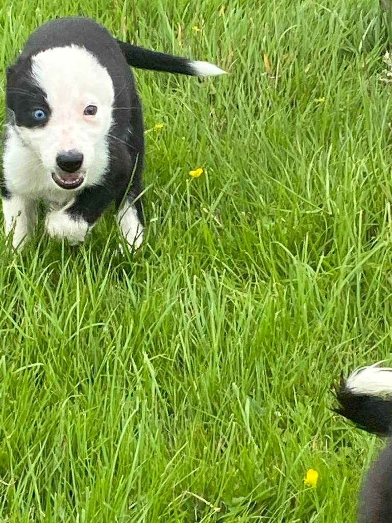 Pure collie puppies 