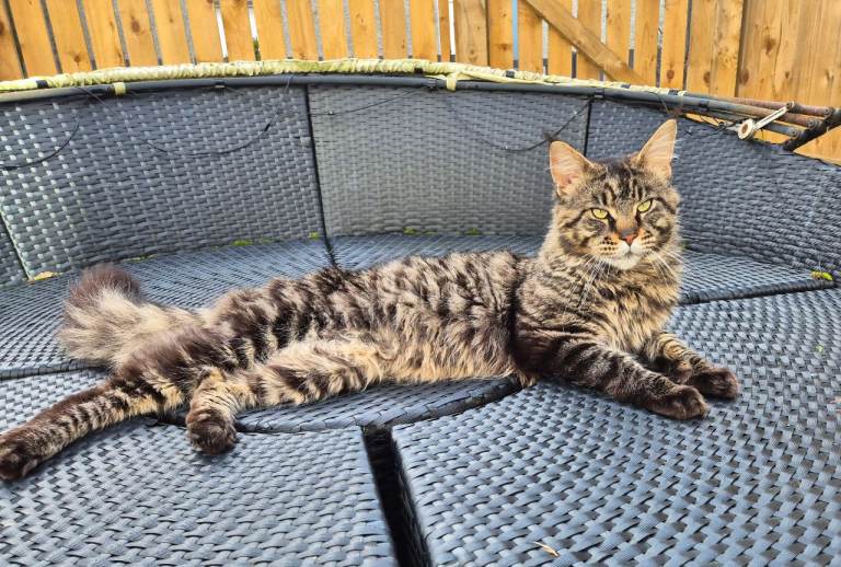 Pedigree maine coon kittens and dad 