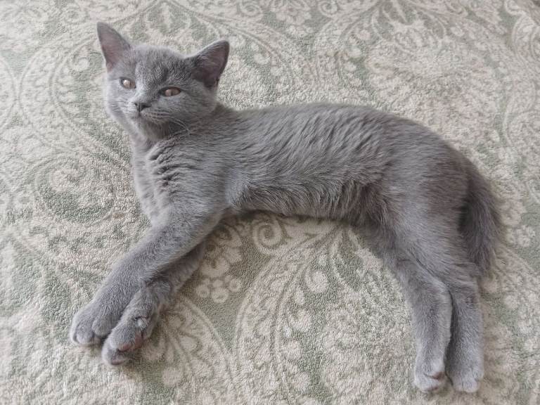 Beautiful kittens 😸 