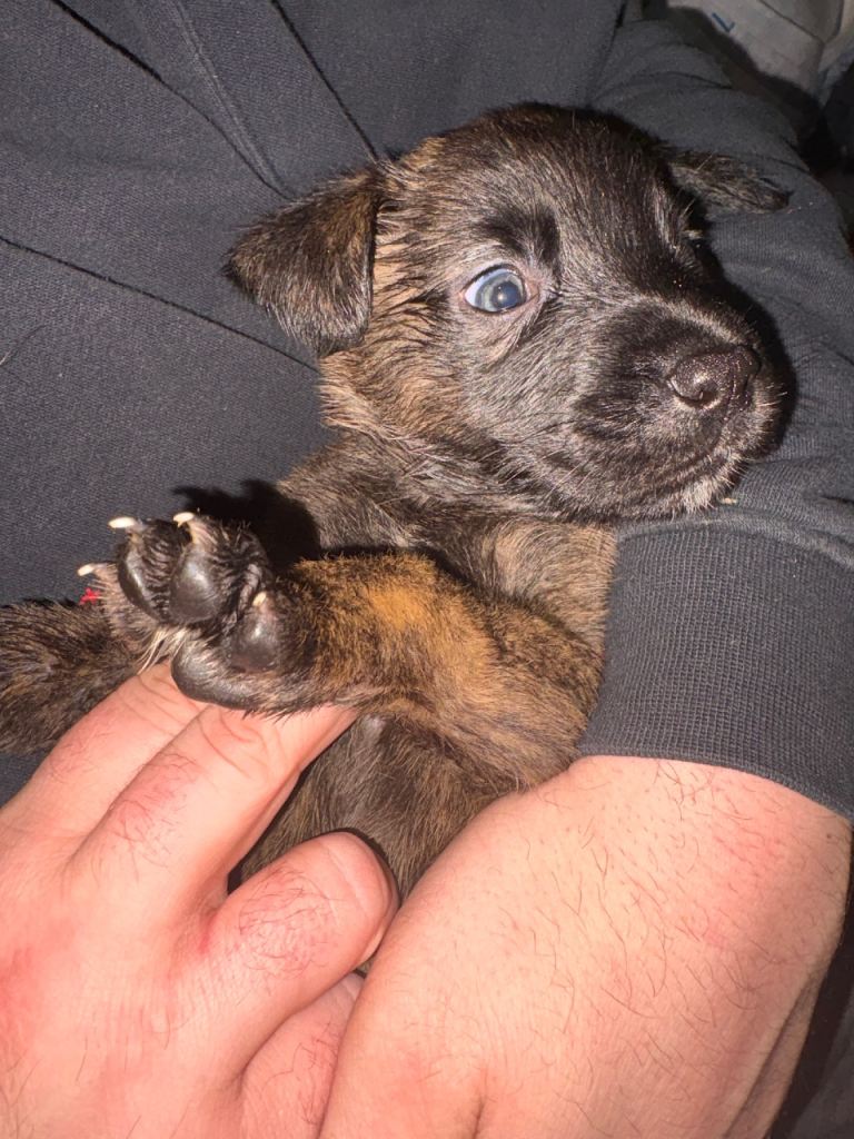 Belgian Malinois Shepherd x Mastiff Puppies 