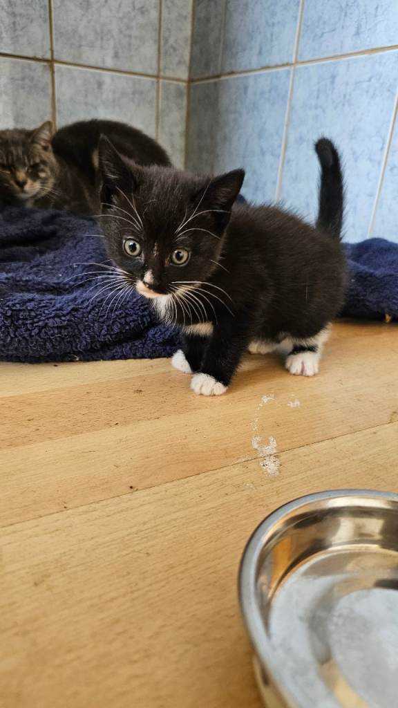 Kittens