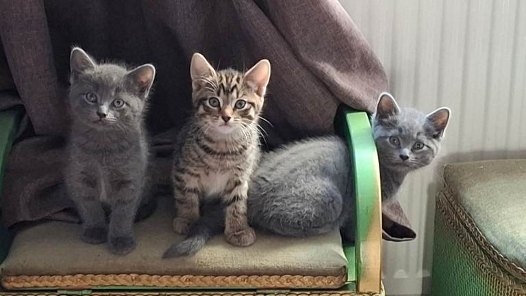 Tabby kitten