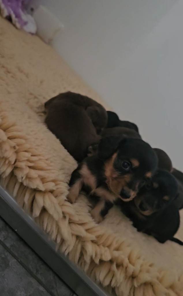 Black&Tan longhair dachshund puppies 