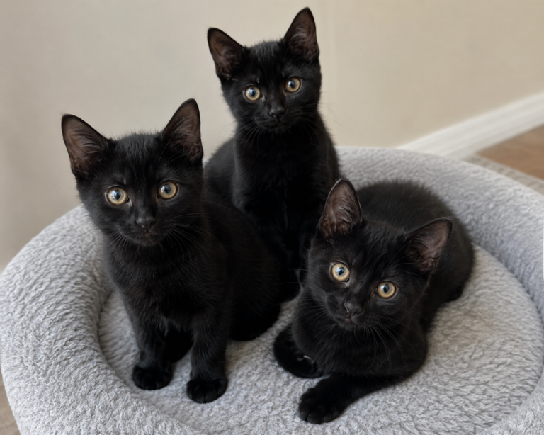 🐾 3 Beautiful Black Girl Kittens Looking for Their Forever Homes 🖤