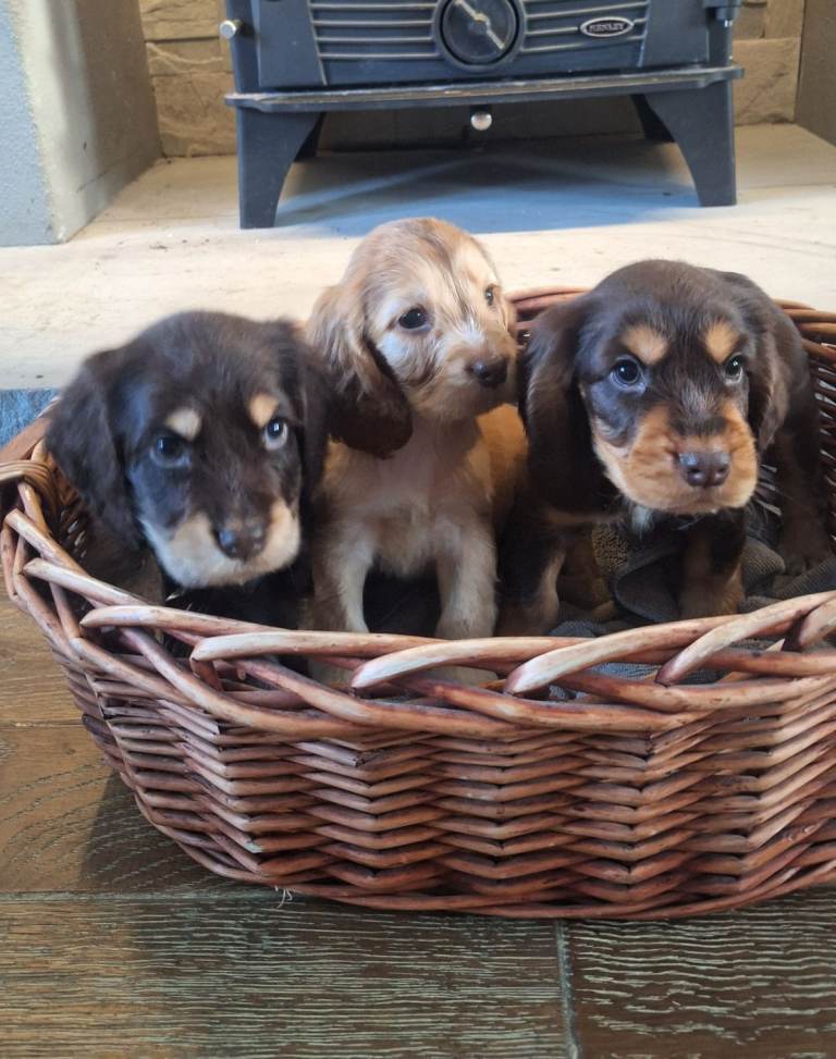 Show cocker spaniel  pups 