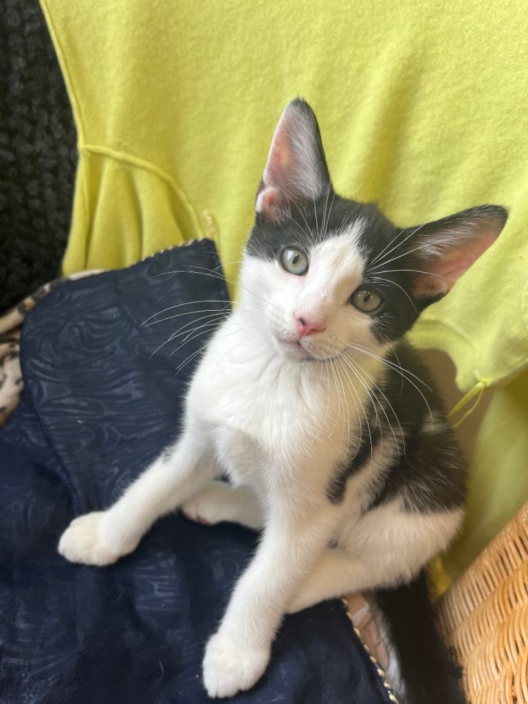Beautiful kitens