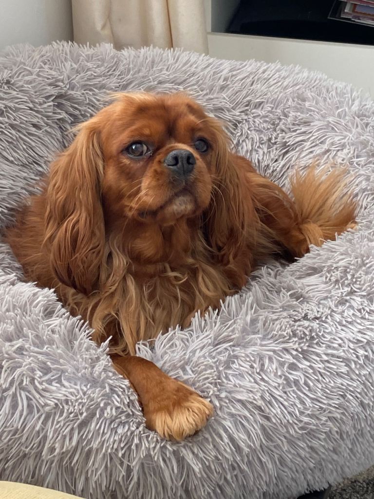 Kc reg Cavalier King Charles spaniel