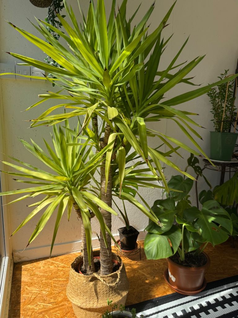5ft tall large indoor real yucca plant 