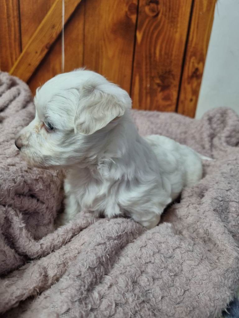 Beautiful puppies Bichon Frise x Bichon Maltese