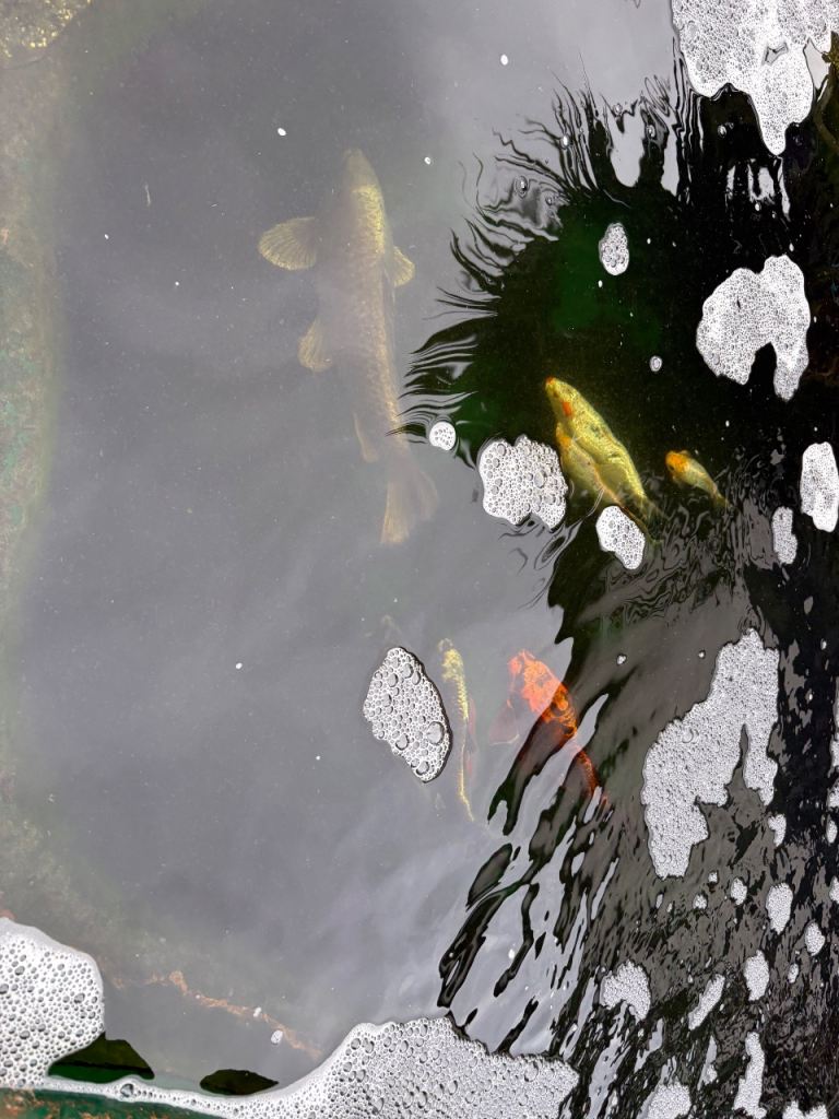 Healthy Mature Pond Fish Job Lot -Ghost Koi, Shubunkins, Tench 