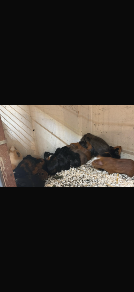 Baby guinea pigs 