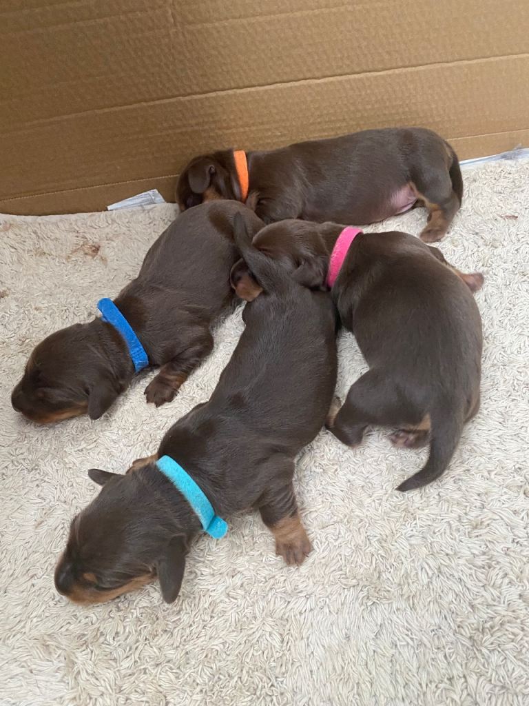 Miniature dachund smooth haired