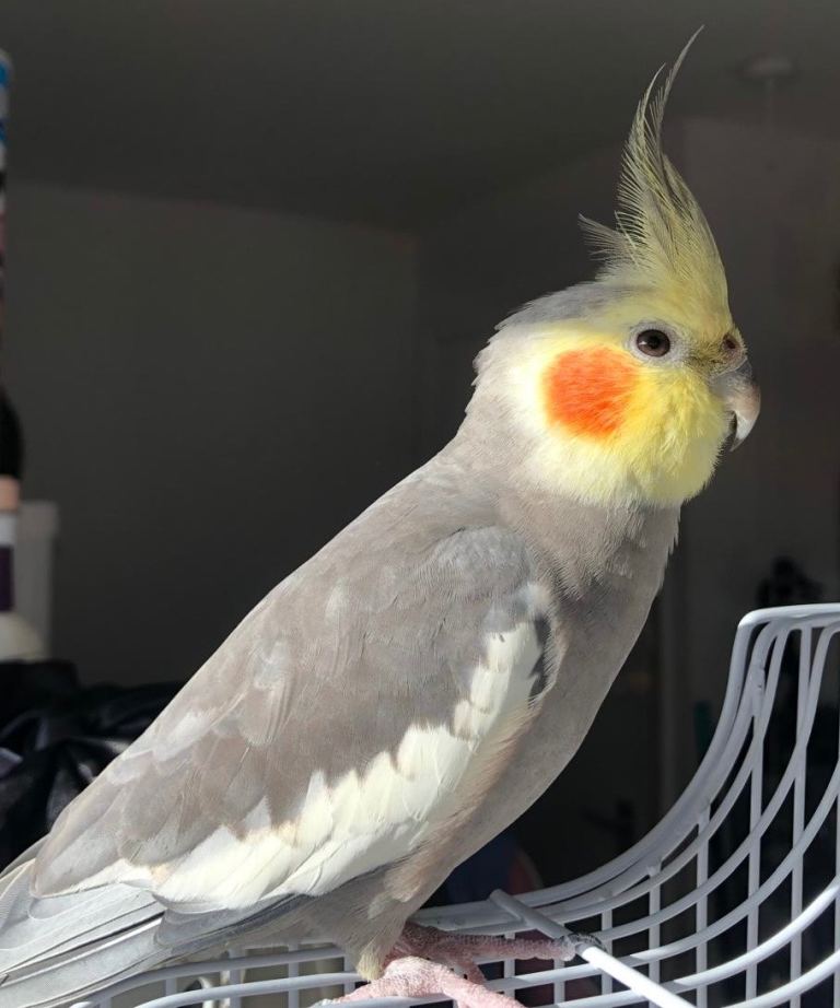 Cockatiel, comes with large cage