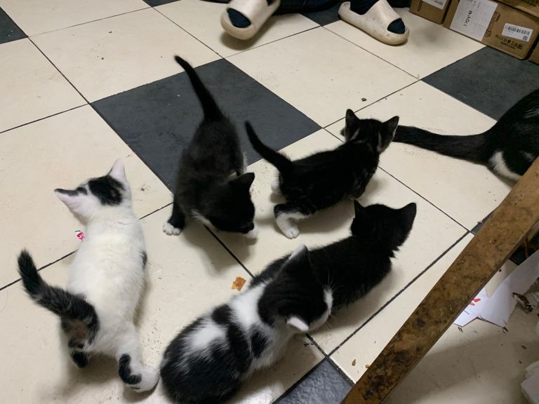 Five Little Lovely Playful kittens Looking for Life Home