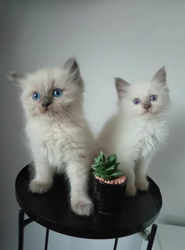 Super cute ragdoll kittens ready soon 