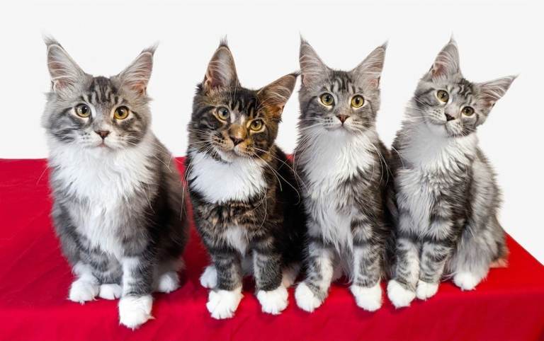 👑 TICA Registered Maine Coons Sired by a Champion 🏆