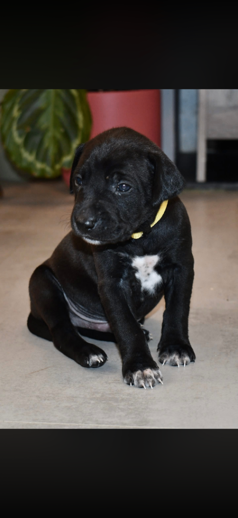 Labrador  x lurcher 
