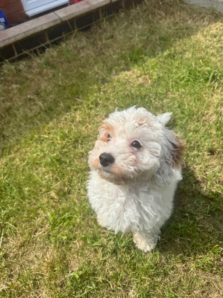 Gorgeous Maltipoo Puppy