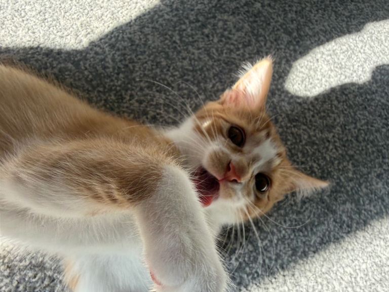 male kitten for rehome