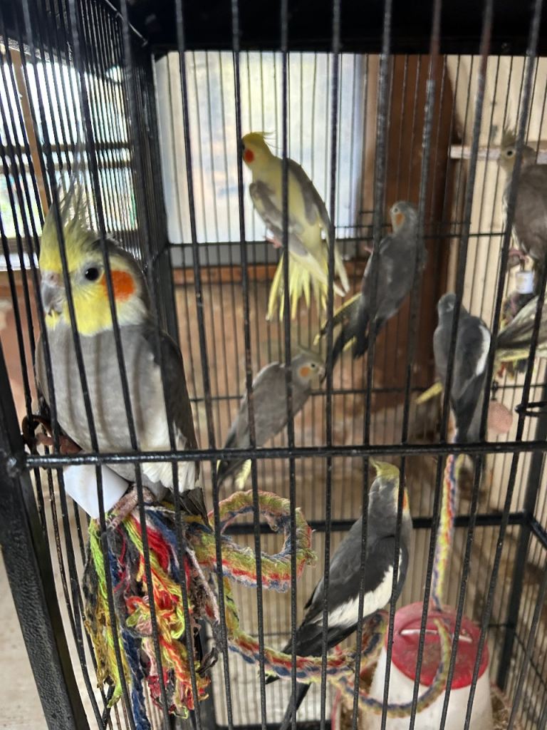 Beautiful healthy cockatiels 
