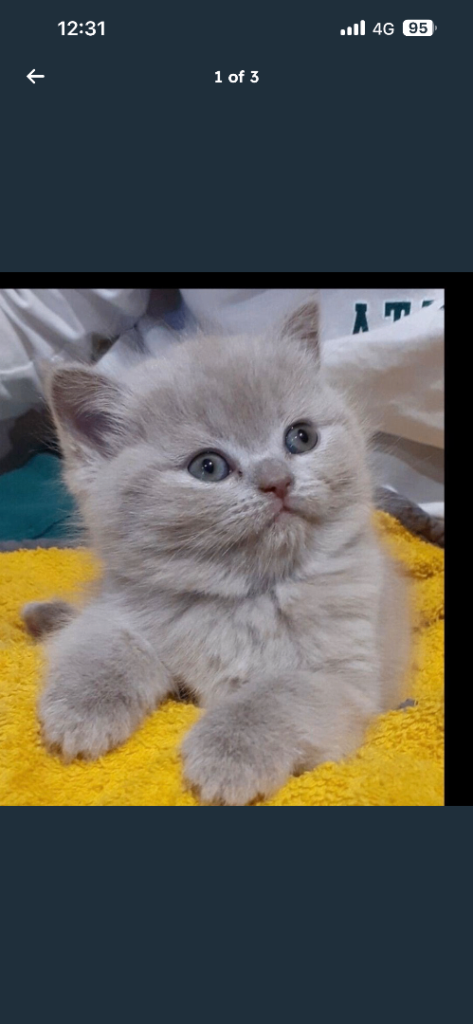 British shorthair 