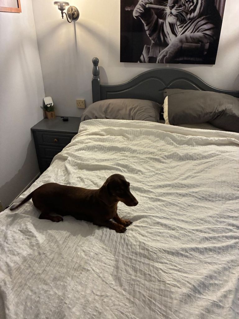 Miniature dachshunds 