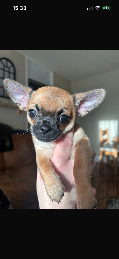 Boy smooth coat chihuahua fawn with black mask