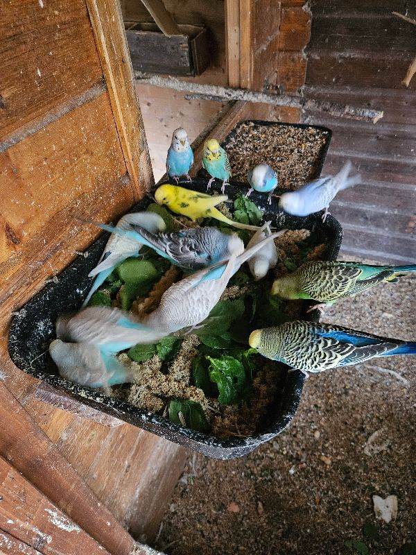 Budgies for sale 