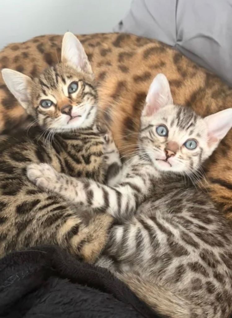 Bengal kittens 