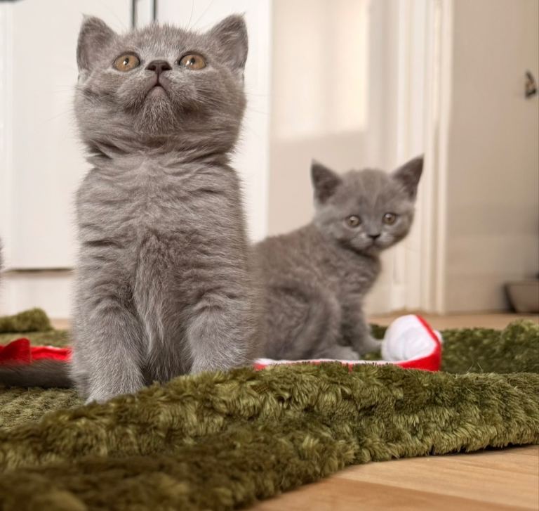 British shorthair kittens 