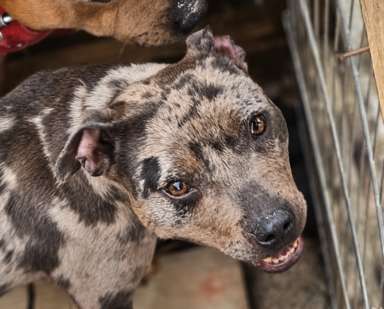 2 year old Blue Merle & Tan Staffordshire Bull Terrier girl