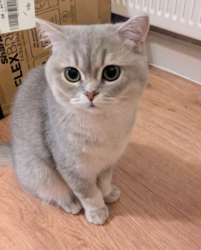 Pedigree Blue Golden Tipped British Shorthair 8 months old