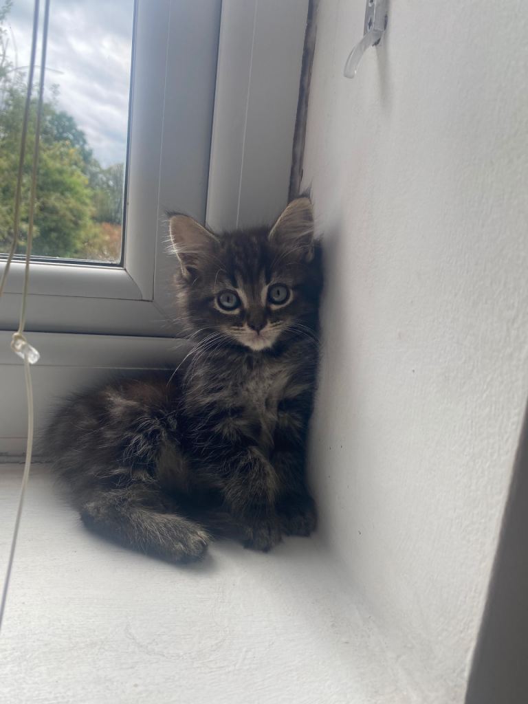 Adorable Kitten Looking for Loving Homes