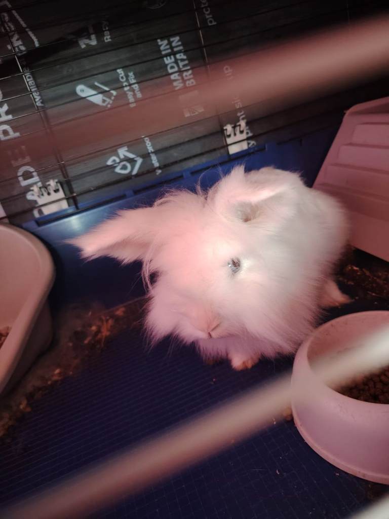 Rabbit with Cage