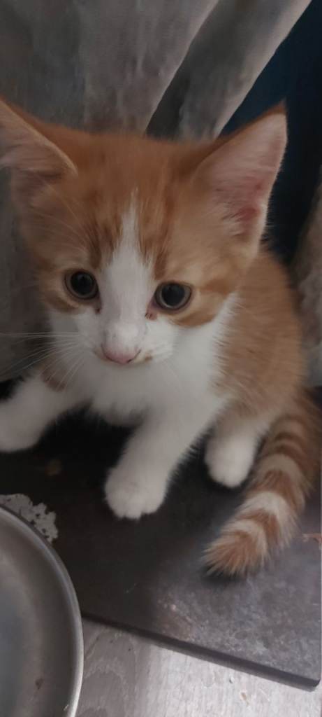 2 ginger beautiful boys kittens 8 weeks old £200 
