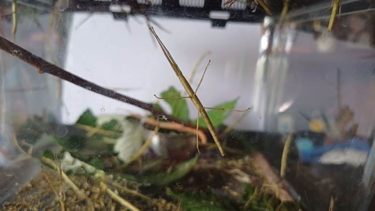 Stick insects 5 for £5 or 10 for £7