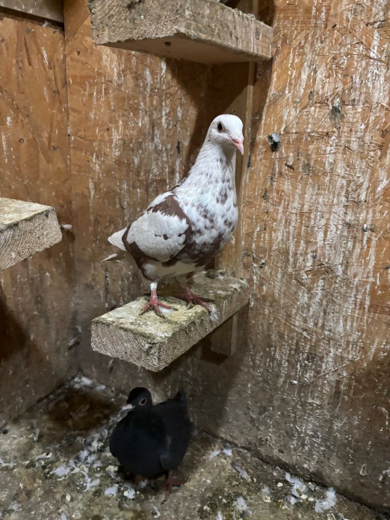 Young Racing pigeons for sale