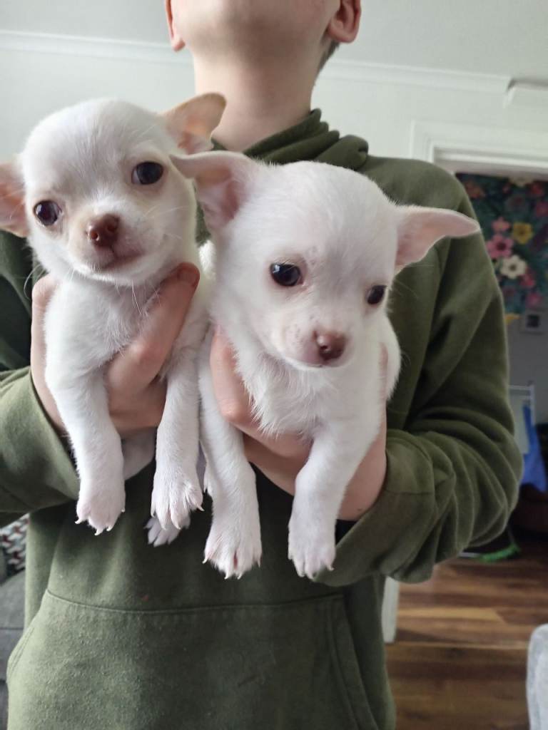 Chihuahua pups for sale