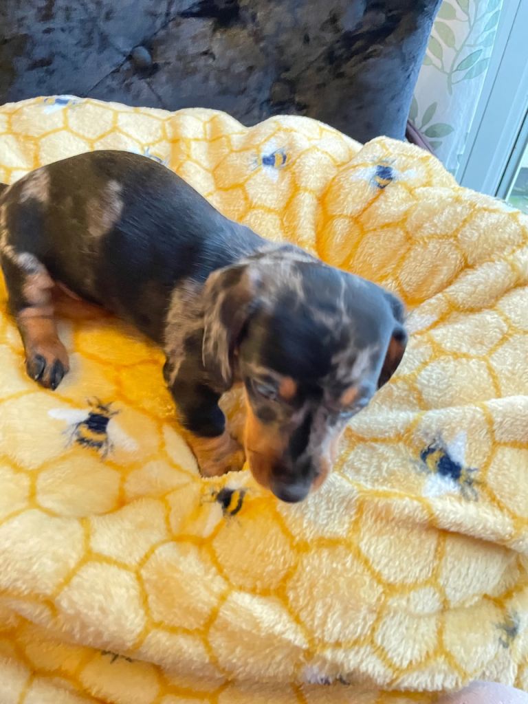 Miniature dachshund puppies 