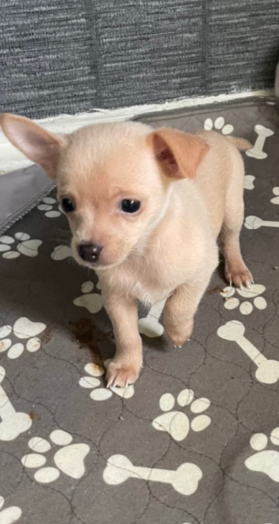 Read to leave on Saturday. Chihuahua puppies 