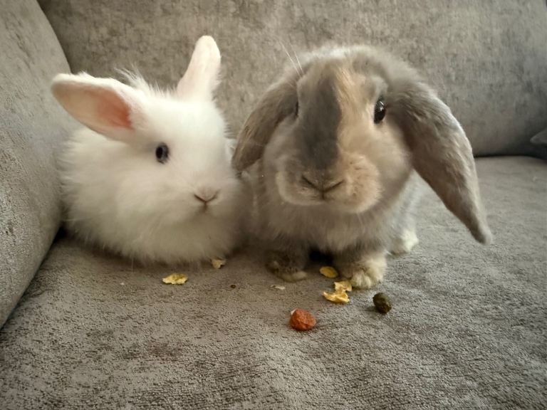 Two Female Rabbits, Full Indoor Setup and Starter Bundle