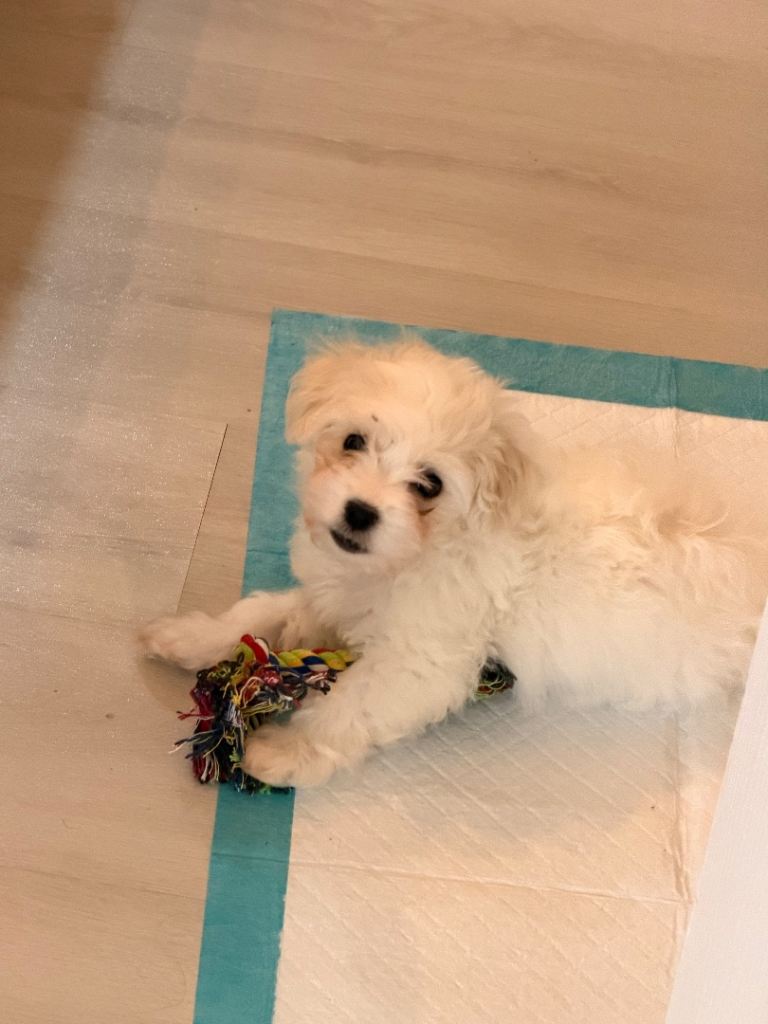 My little Codi