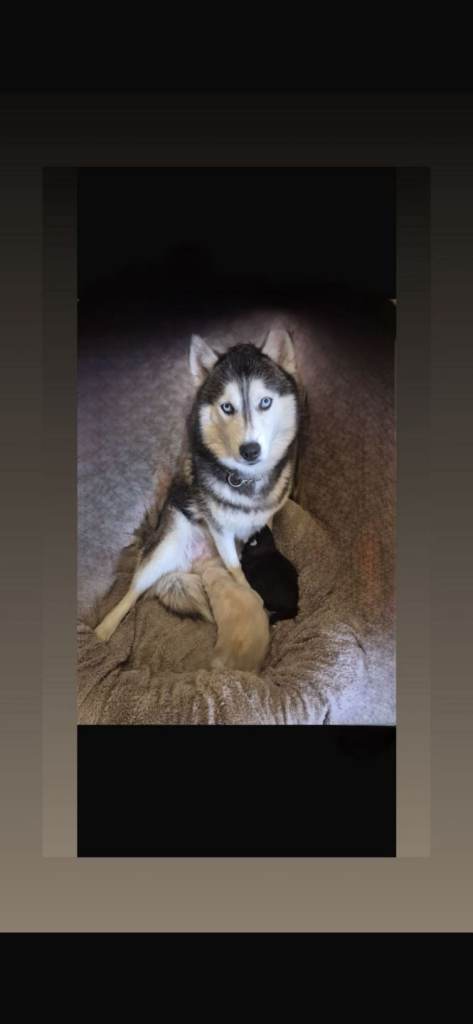 Beautiful girl husky for sale 