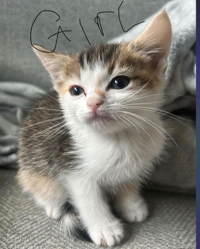 Kittens