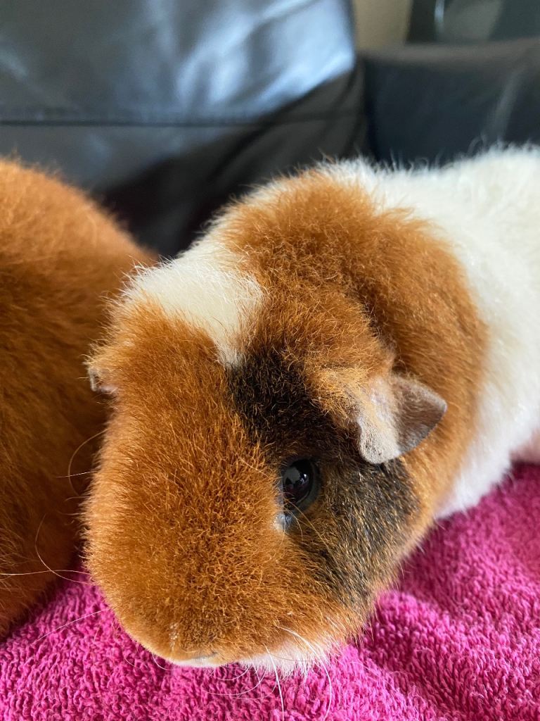 Teddy female Guinea pigs 