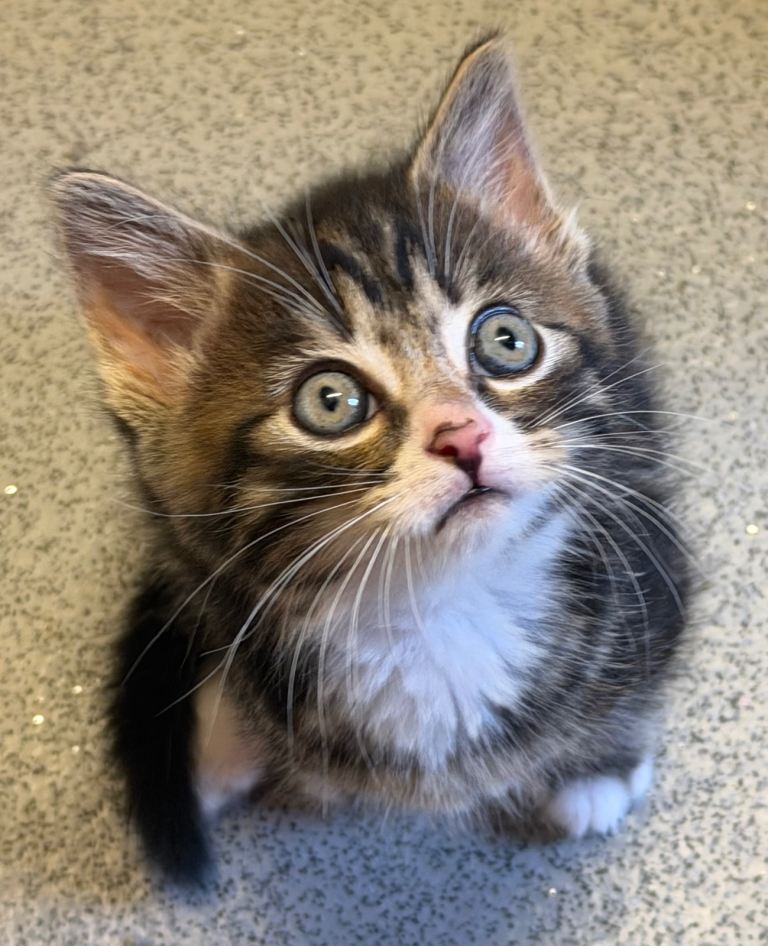 6 kittens mixed 