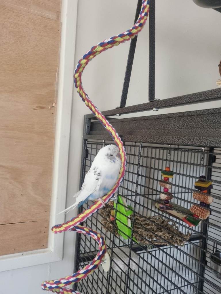 Budgies 