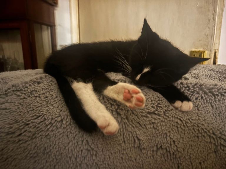 🐈‍⬛ Kittens