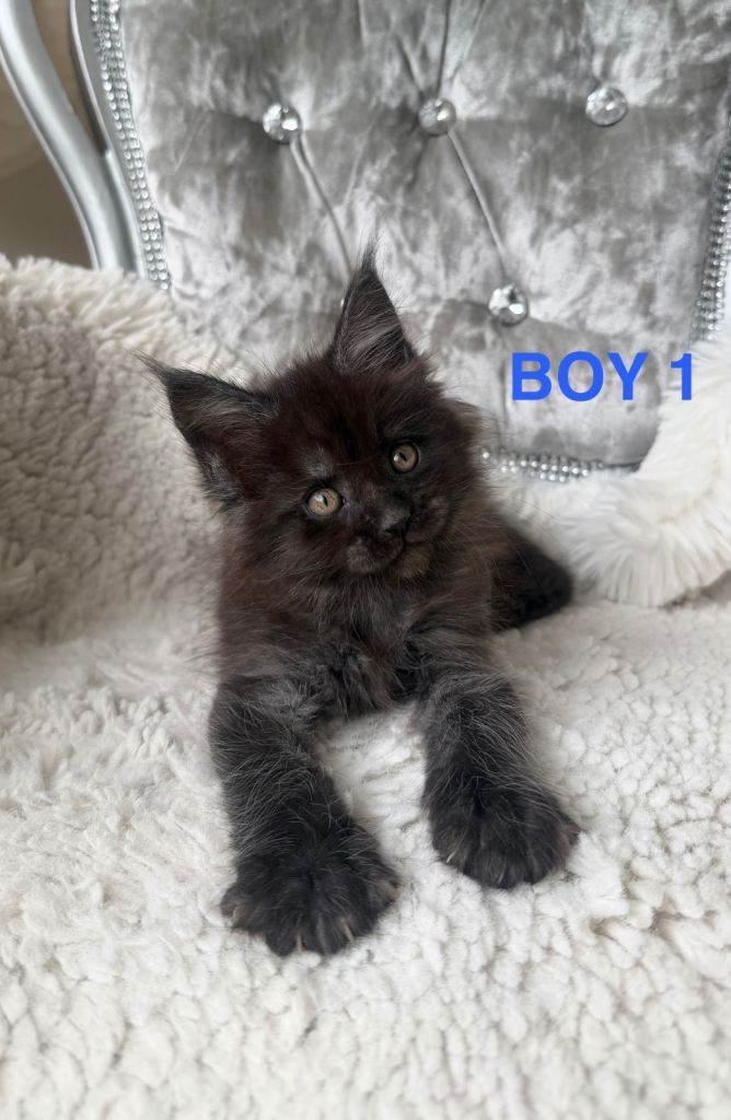 ONLY 5 LEFT. SHOW QUALITY MAINE COON KITTENS